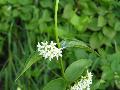 fiore