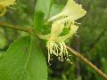 Lonicera japonica Thunb. BIOLVEG