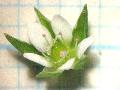 fiore fiore