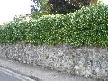 pianta