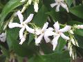 fiore
