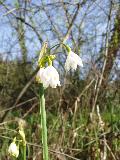 fiore