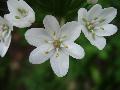 fiore