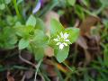 fiore