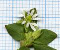 fiore