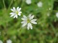 Cerastium sylvaticum Waldst. & Kit. BIOLVEG