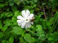 Silene latifolia subsp. alba (Mill.) Greuter & Burdet BIOLVEG