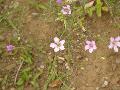 Petrorhagia saxifraga (L.) Link BIOLVEG