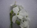 fiore