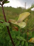 fiore