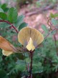 fiore