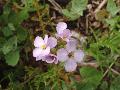 fiore