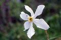 fiore