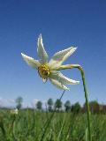 fiore