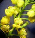 fiore