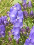 fiore