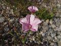 fiore