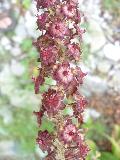 fiore