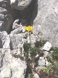 pianta