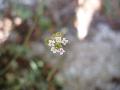 fiore fiore