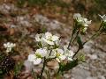 fiore fiore