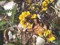 Hippocrepis comosa L. BIOLVEG