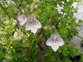 fiore