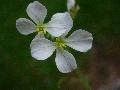 fiore