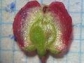 frutto
