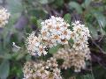 fiore