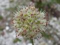 fiore