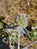 fiore