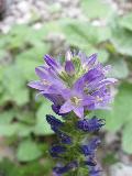 fiore