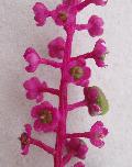 Phytolacca americana L. BIOLVEG