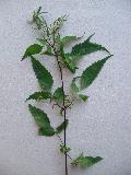 pianta