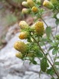 fiore