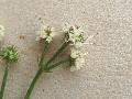fiore