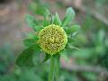 fiore