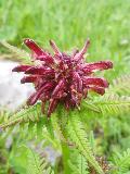 fiore fiore