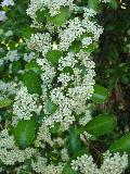 fiore