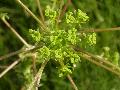 fiore