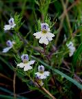 fiore fiore