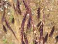 fiore
