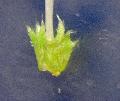 Sherardia arvensis L. BIOLVEG