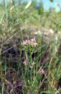 Centaurium erythraea Rafn. subsp. erythraea BIOLVEG