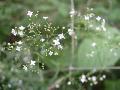 Galium laevigatum L. BIOLVEG