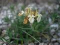 fiore