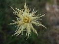 fiore