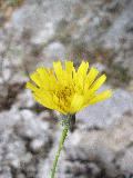 fiore