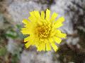 fiore
